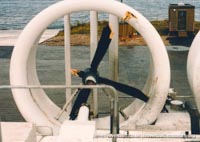 AP1-88 hovercraft with the Scandinavian company SAS -  (credit: The <a href='http://www.hovercraft-museum.org/' target='_blank'>Hovercraft Museum Trust</a>).